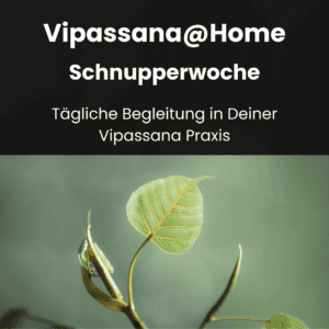 Erlebe was die Vipassana Praxis bewirkt